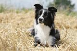BORDER COLLIE 615